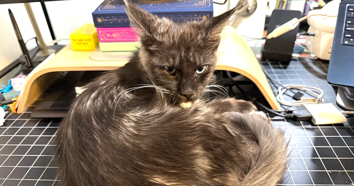 Maine Coon kitten curled on desk